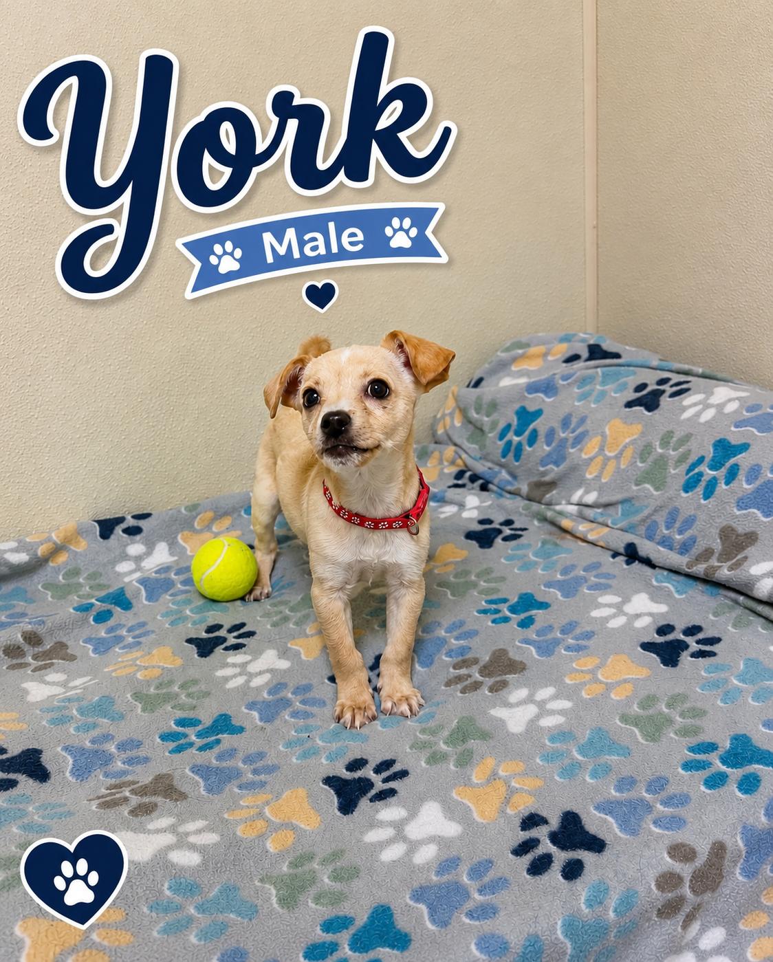 York, an adopted mixed breed in Douglas, MA image 3/6