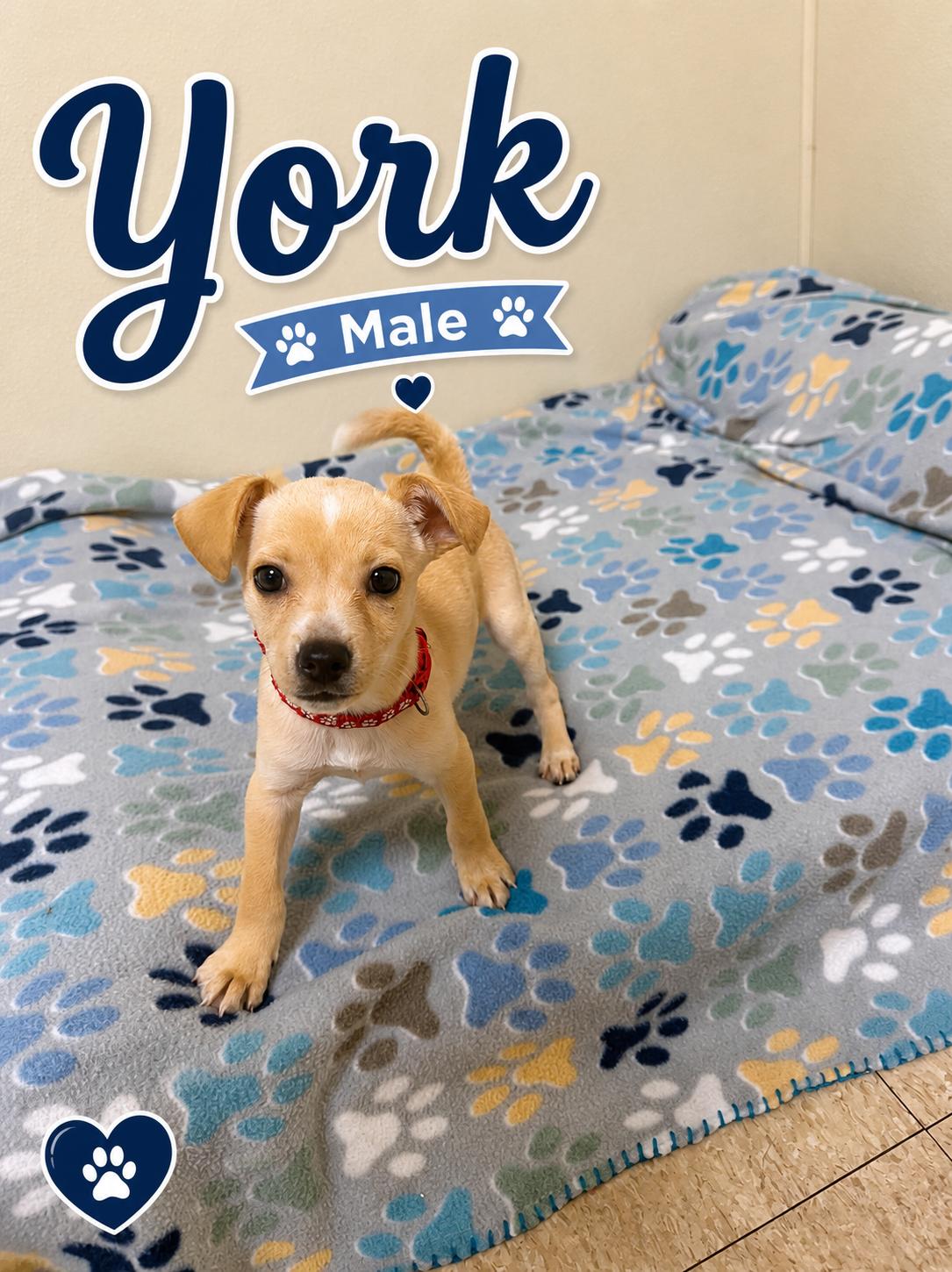 York, an adopted mixed breed in Douglas, MA image 4/6