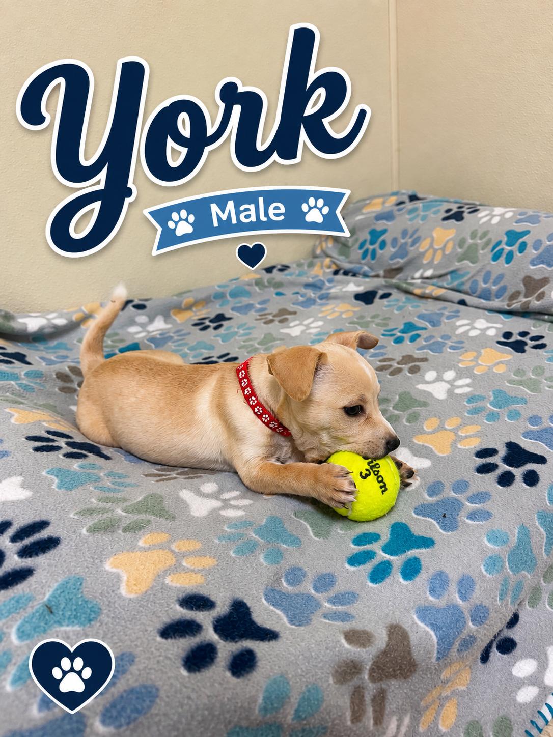 York, an adopted mixed breed in Douglas, MA image 2/6