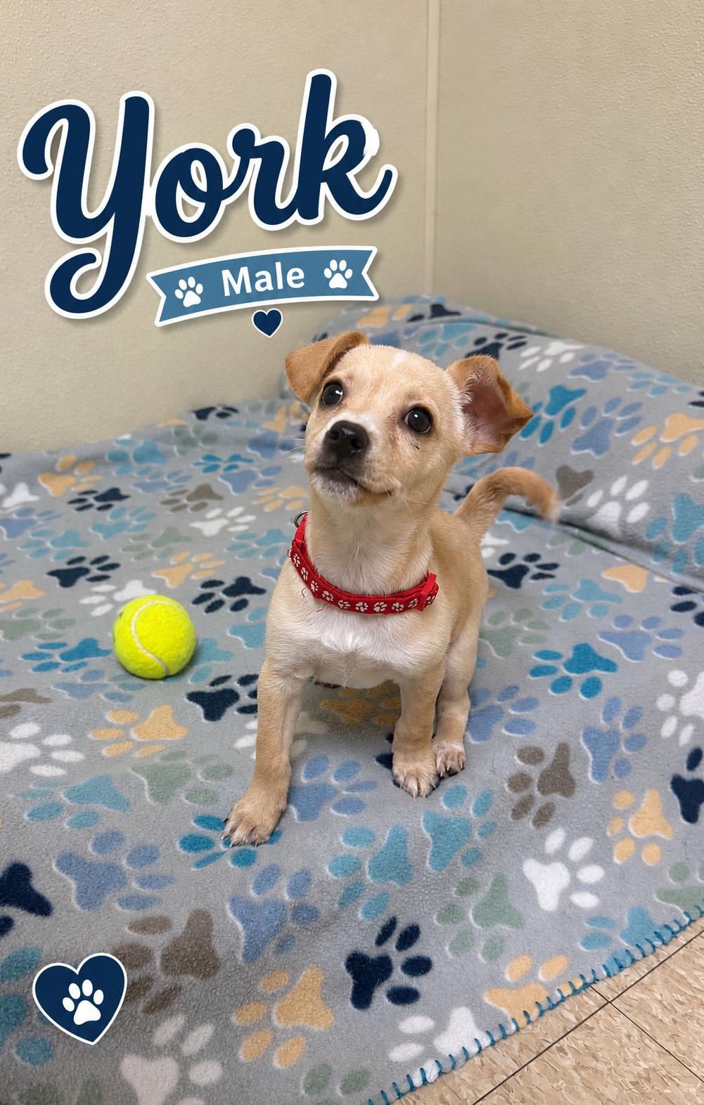York, an adopted mixed breed in Douglas, MA image 1/6