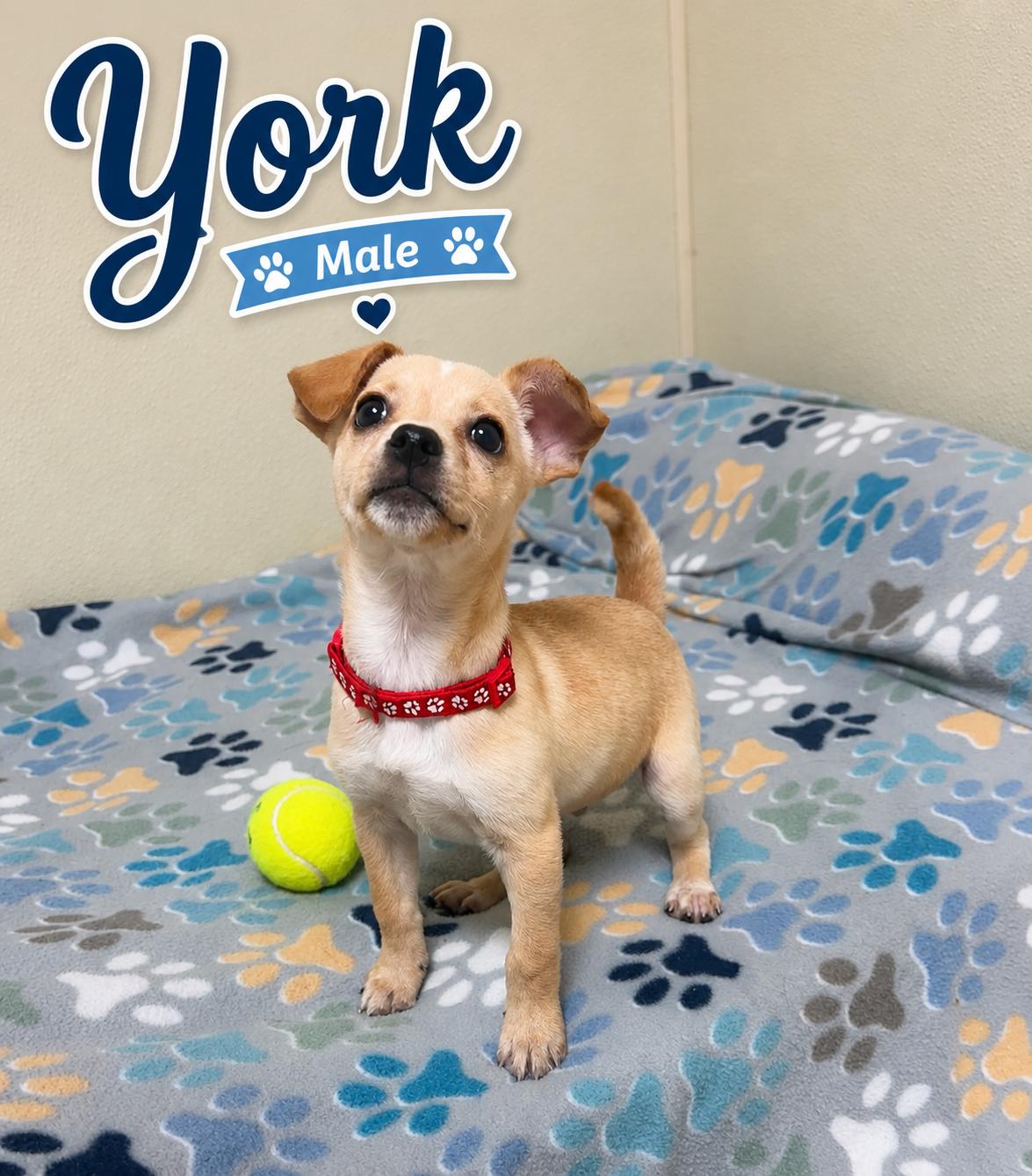 York, an adopted mixed breed in Douglas, MA image 5/6