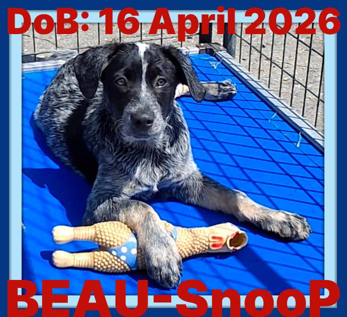 BEAU-Snoop, Adopted, Puppy Male Australian Cattle Dog / Blue Heeler.