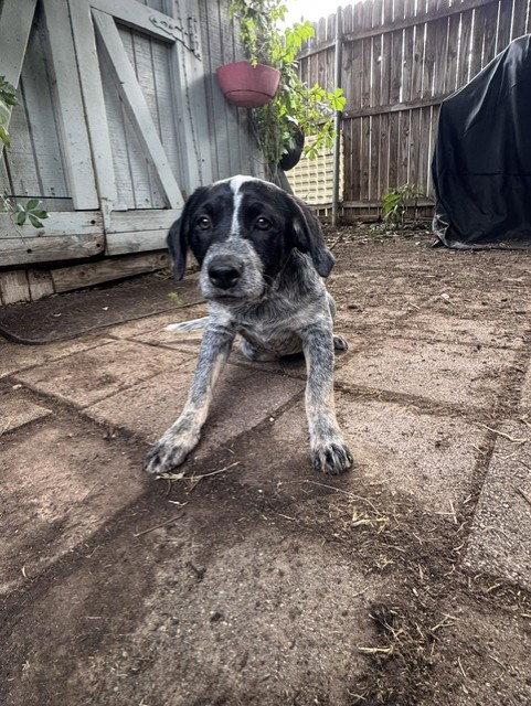 Enlarge SNOOP - Beau, a Adoptable Australian Cattle Dog / Blue Heeler in Sebec, ME image 1/3