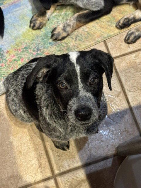 Enlarge SNOOP - Beau, a Adoptable Australian Cattle Dog / Blue Heeler in Sebec, ME image 3/3