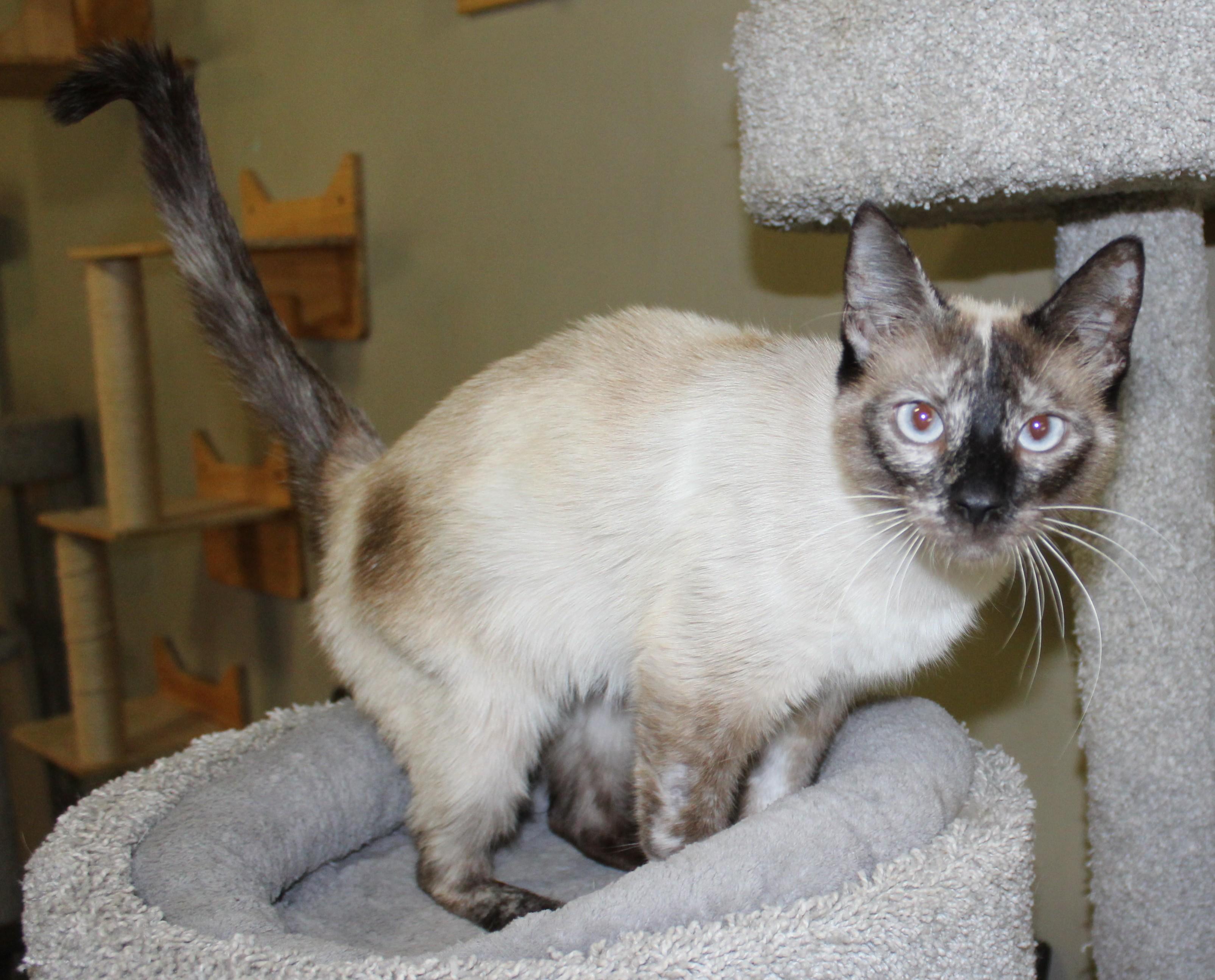 Yum Yum, Adoptable, Adult Female Siamese.