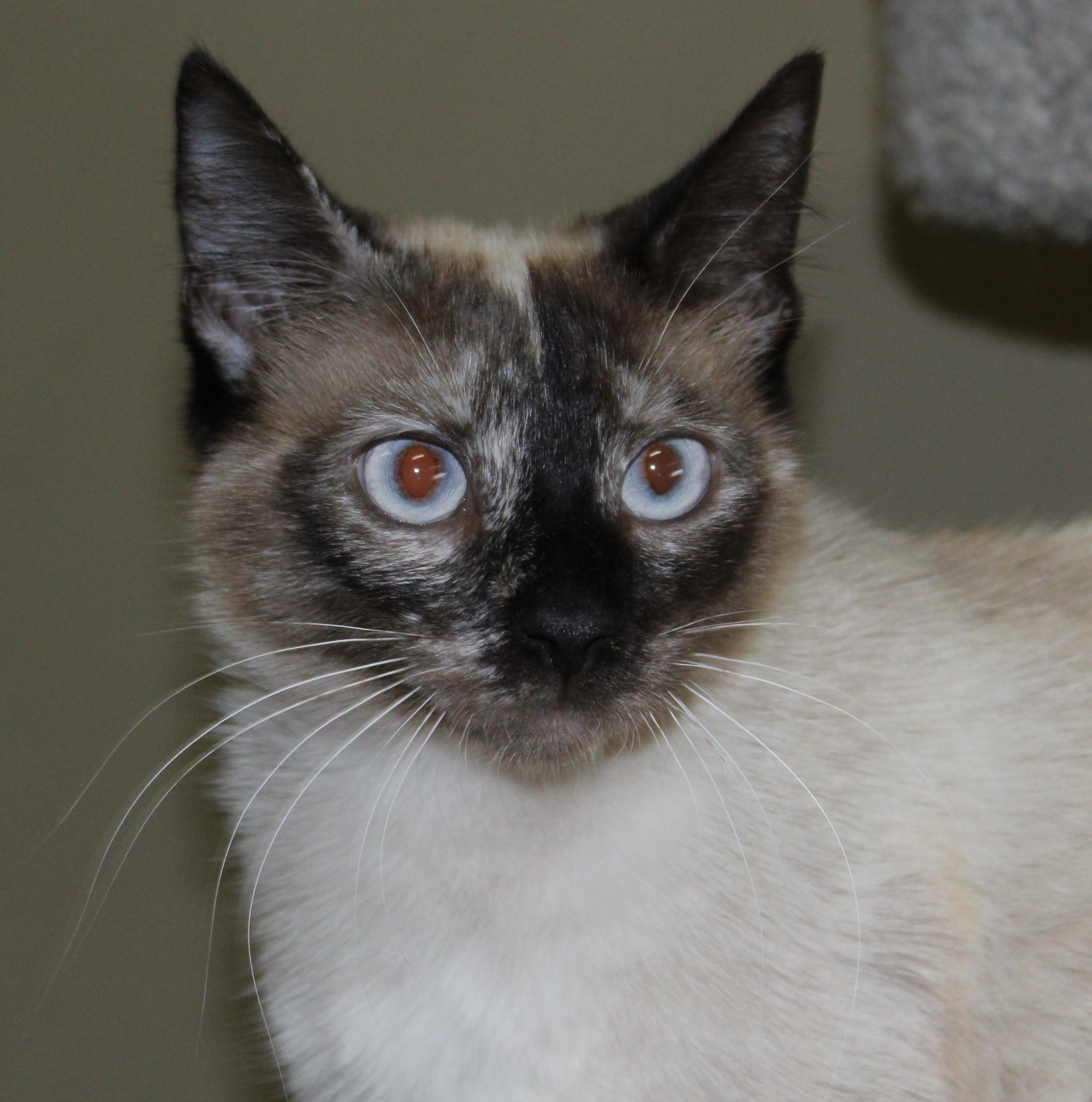 Enlarge Yum Yum, a Adoptable mixed breed in Huron, SD image 2/4