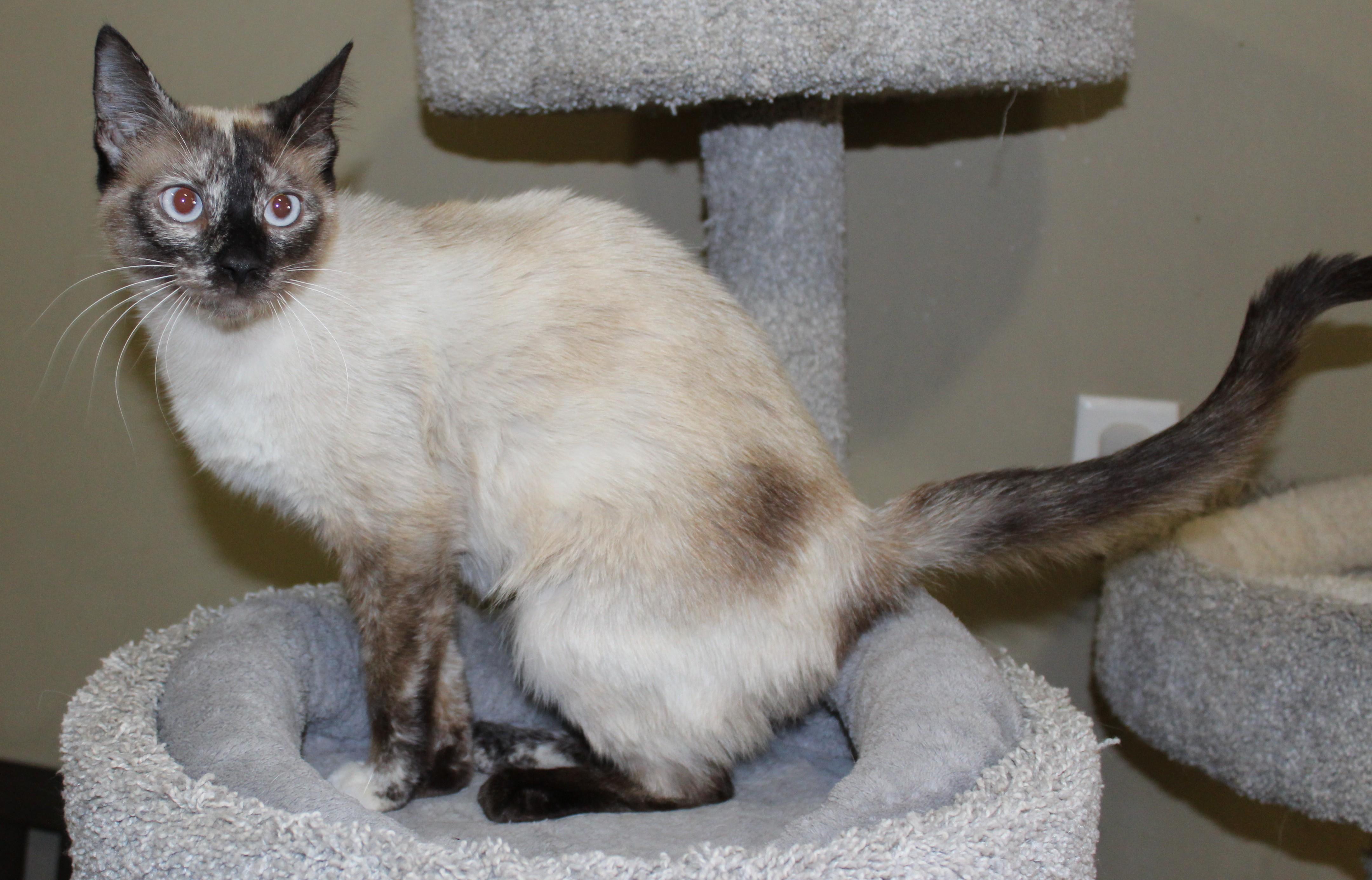 Yum Yum, an adoptable Siamese in Huron, SD, 57350 | Photo Image 1