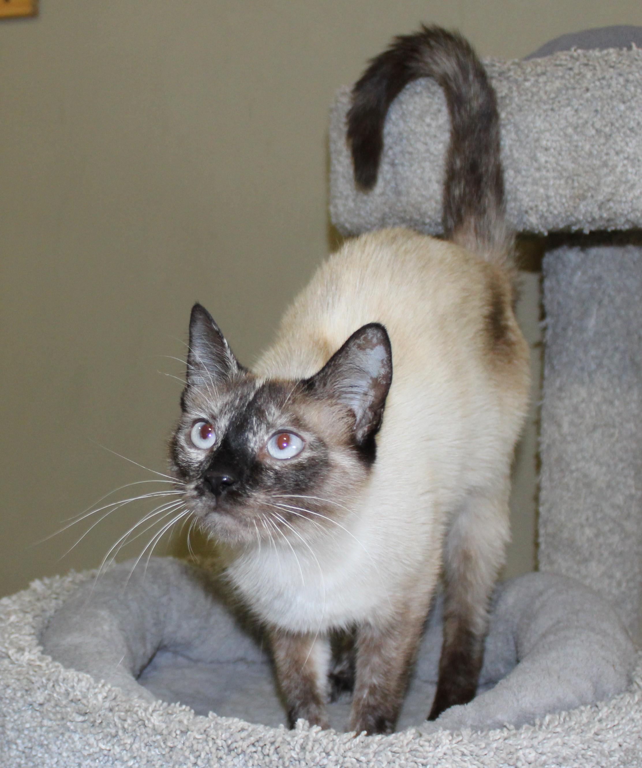 Enlarge Yum Yum, a Adoptable mixed breed in Huron, SD image 4/4