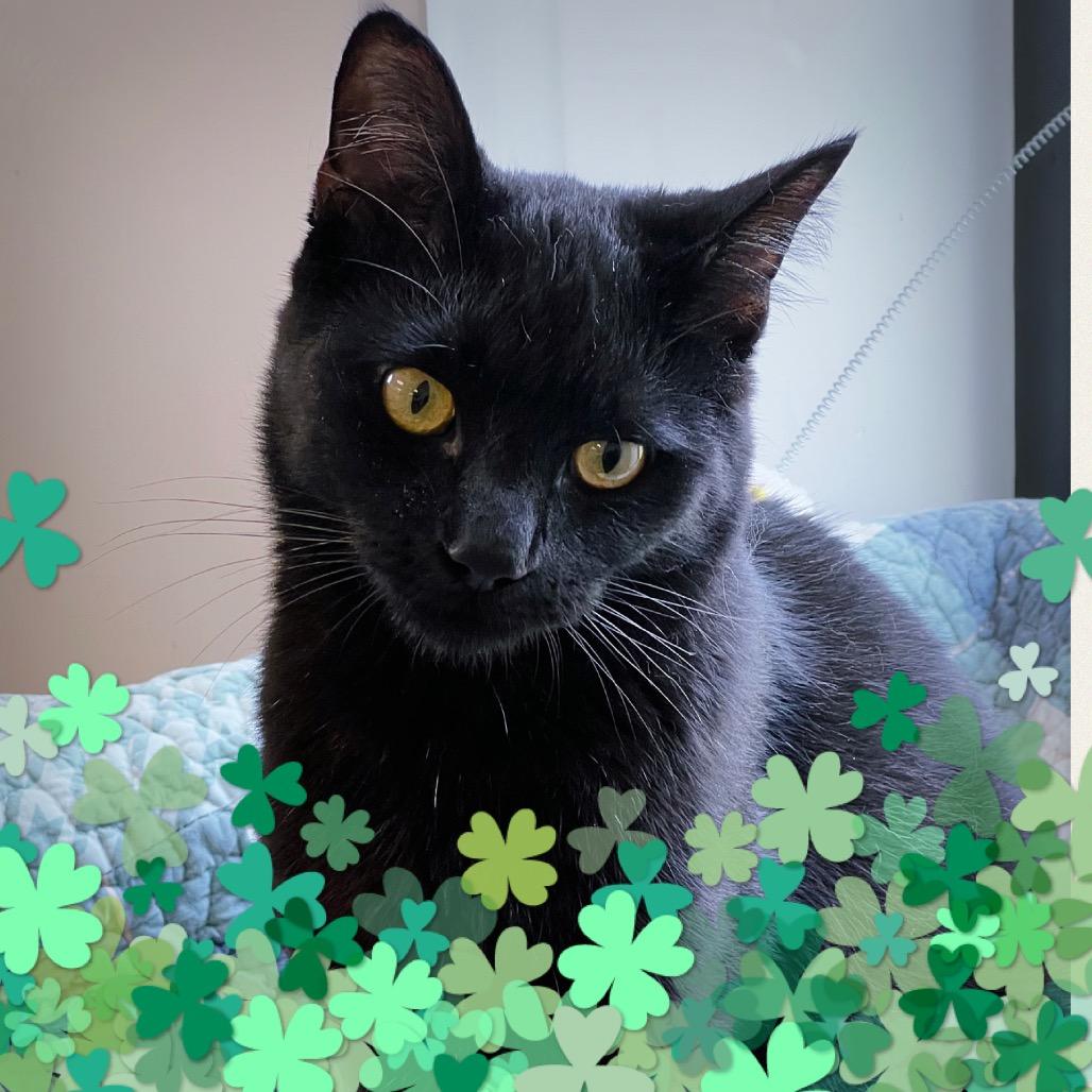 Enlarge Silas, a Adoptable Domestic Short Hair in Huntsville, AL image 1/5