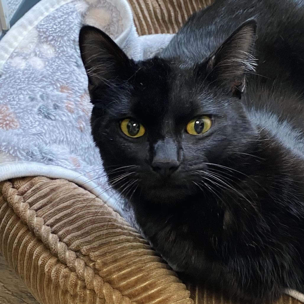 Silas, Adoptable, Young Male Domestic Short Hair.