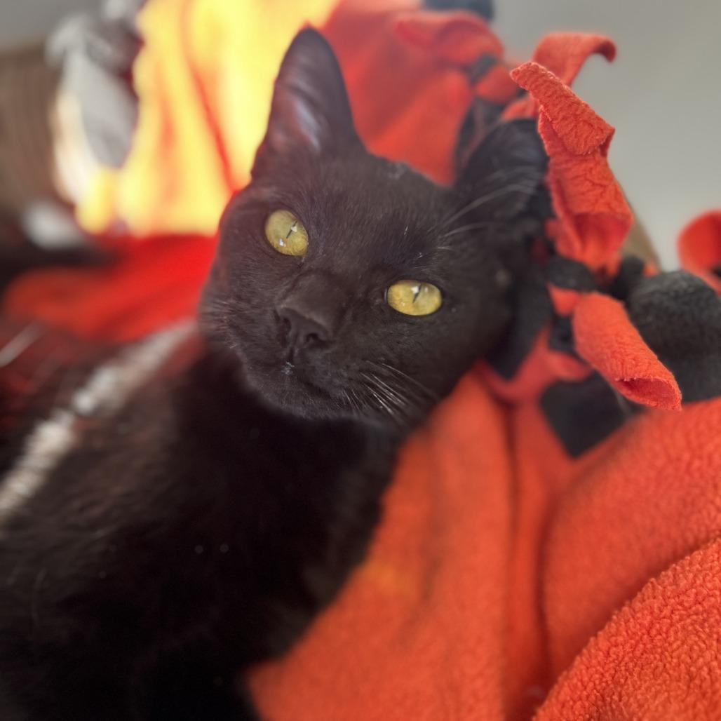 Enlarge Silas, a Adoptable Domestic Short Hair in Huntsville, AL image 2/4