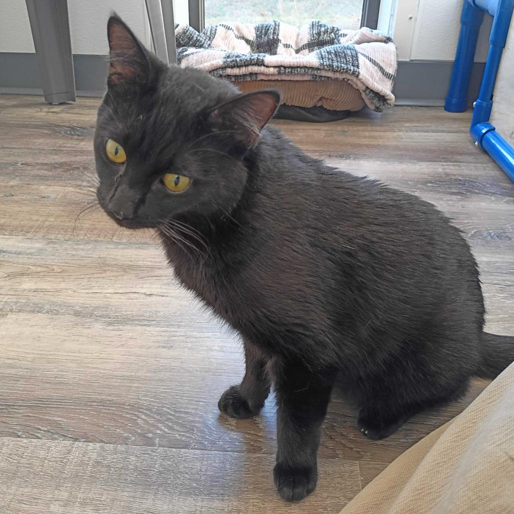 Enlarge Silas, a Adoptable Domestic Short Hair in Huntsville, AL image 2/3