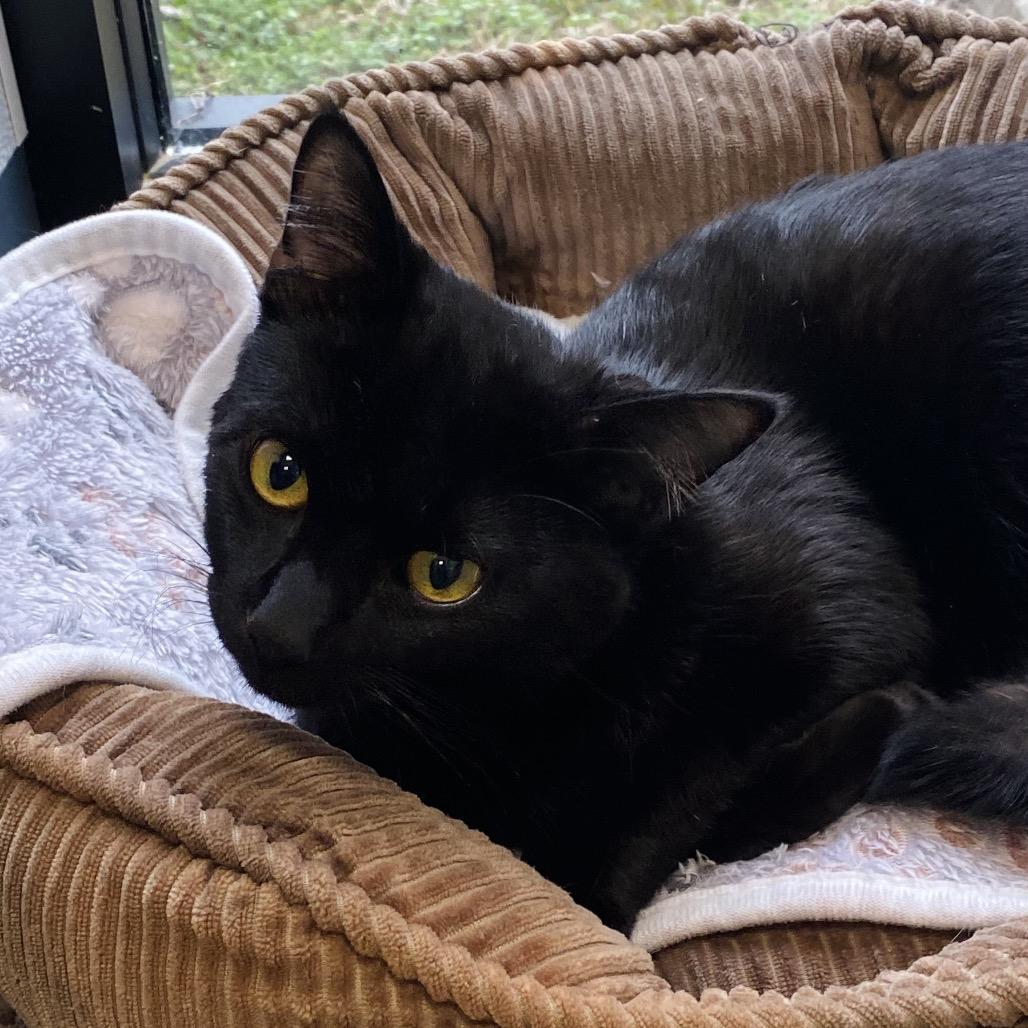 Enlarge Silas, a Adoptable Domestic Short Hair in Huntsville, AL image 3/3