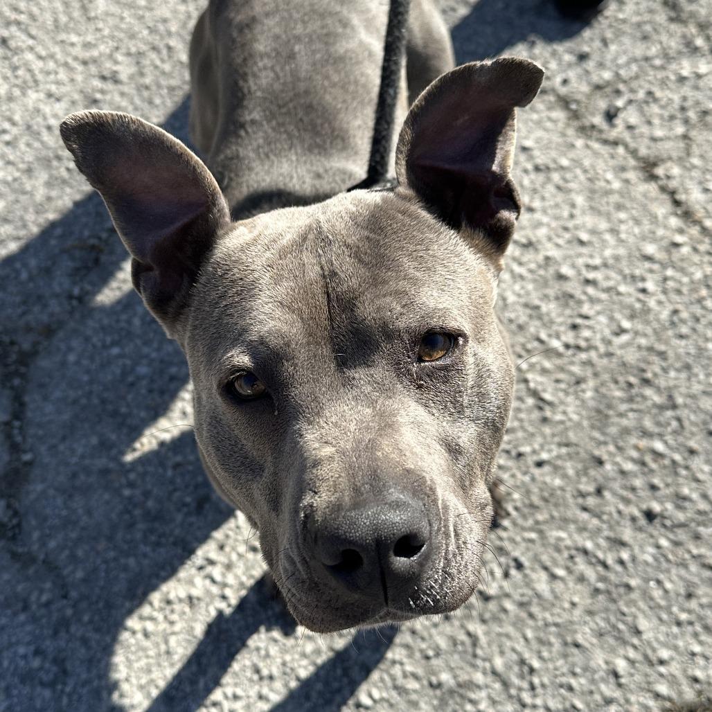 Enlarge Chica 26-0059, a Adoptable Mixed Breed in Yanceyville, NC image 2/4