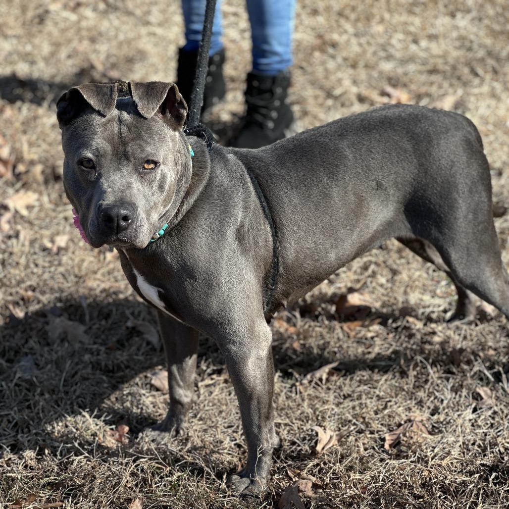 Enlarge Chica 26-0059, a Adoptable Mixed Breed in Yanceyville, NC image 3/4