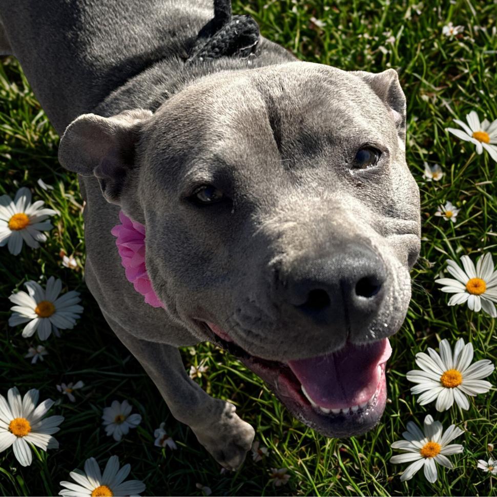 Enlarge Chica 26-0059, a Adoptable Mixed Breed in Yanceyville, NC image 4/4