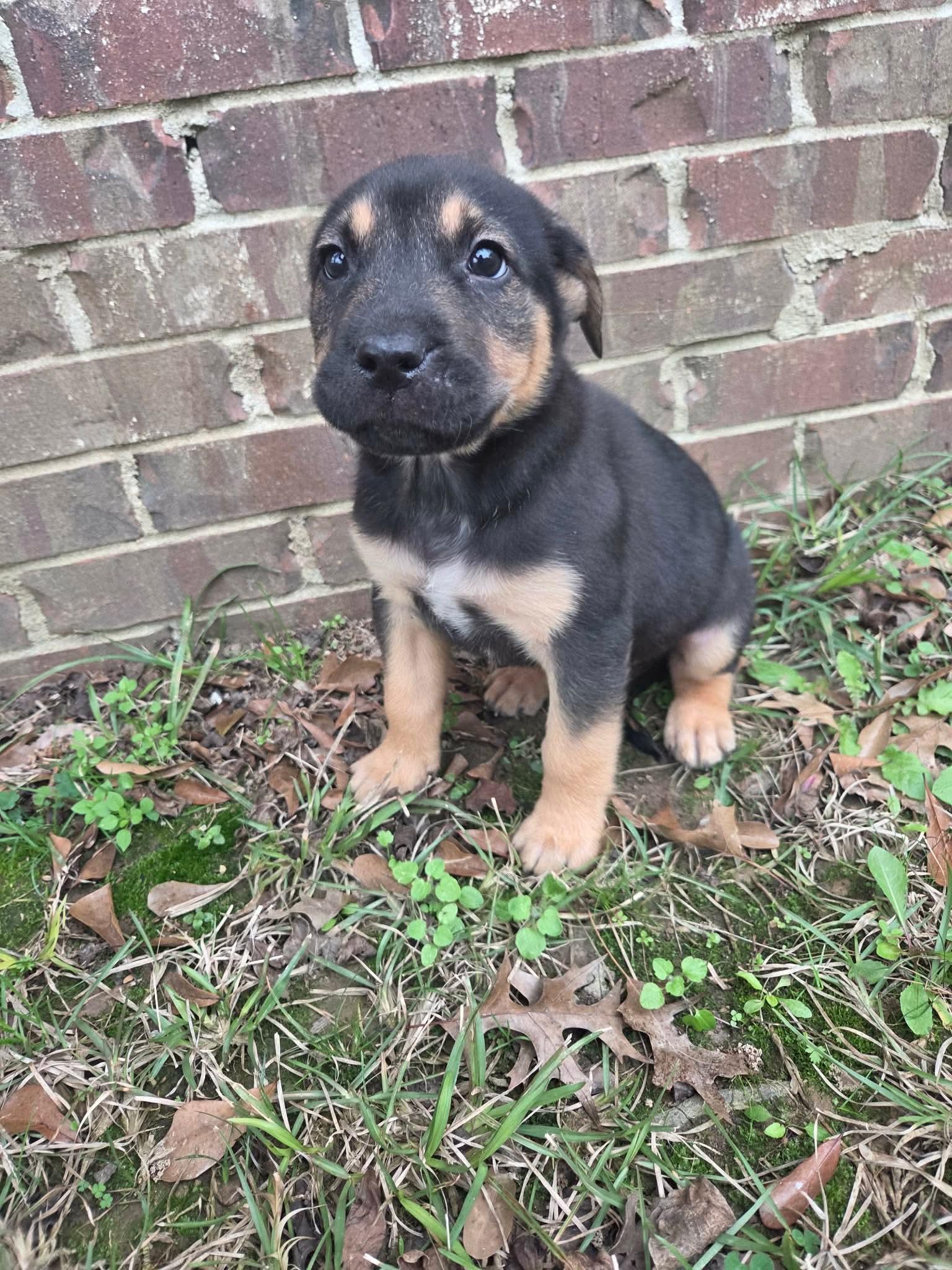 Enlarge Remy, a Adoptable mixed breed in Chepachet, RI image 3/6