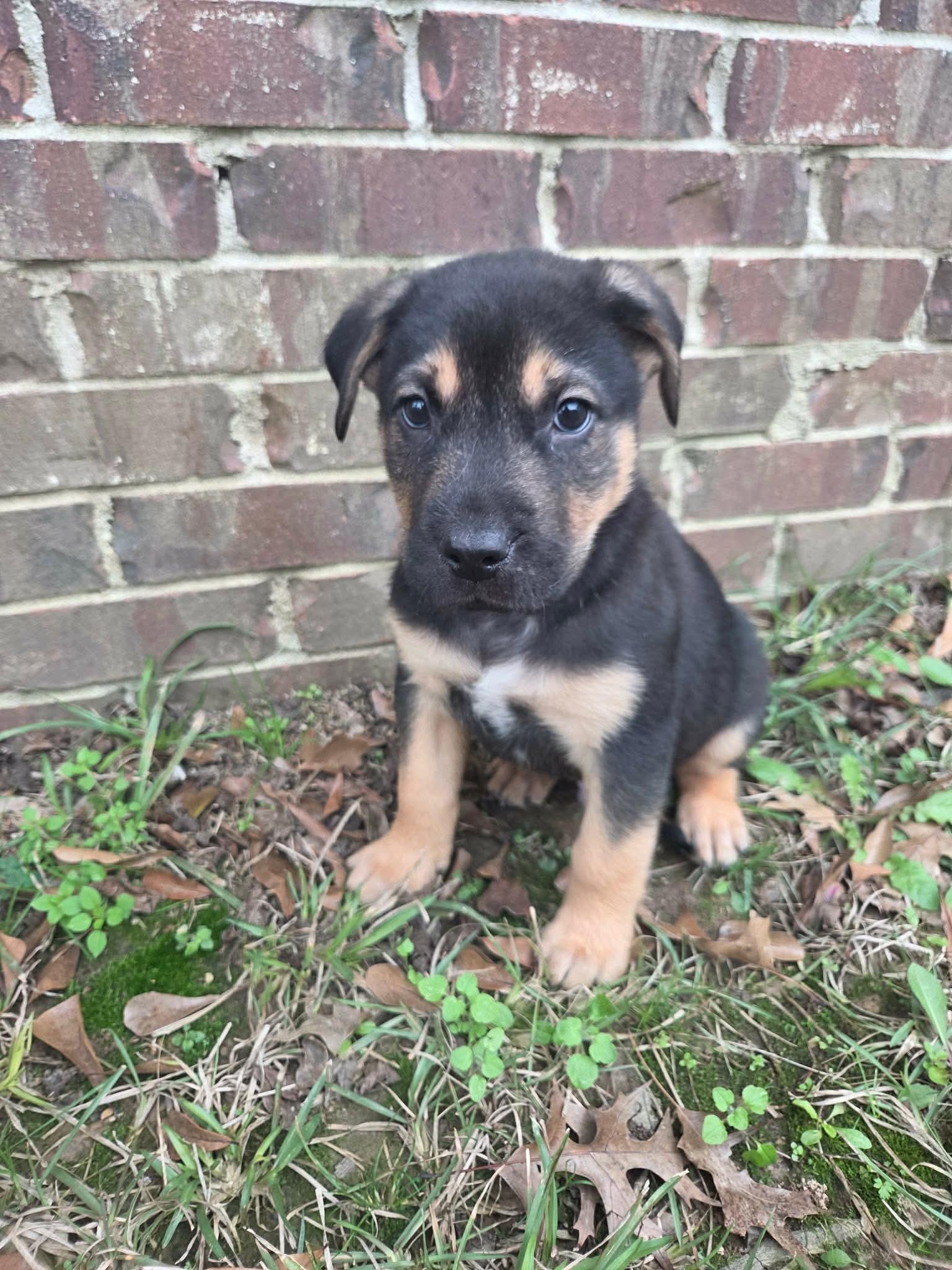 Enlarge Remy, a Adoptable mixed breed in Chepachet, RI image 6/6