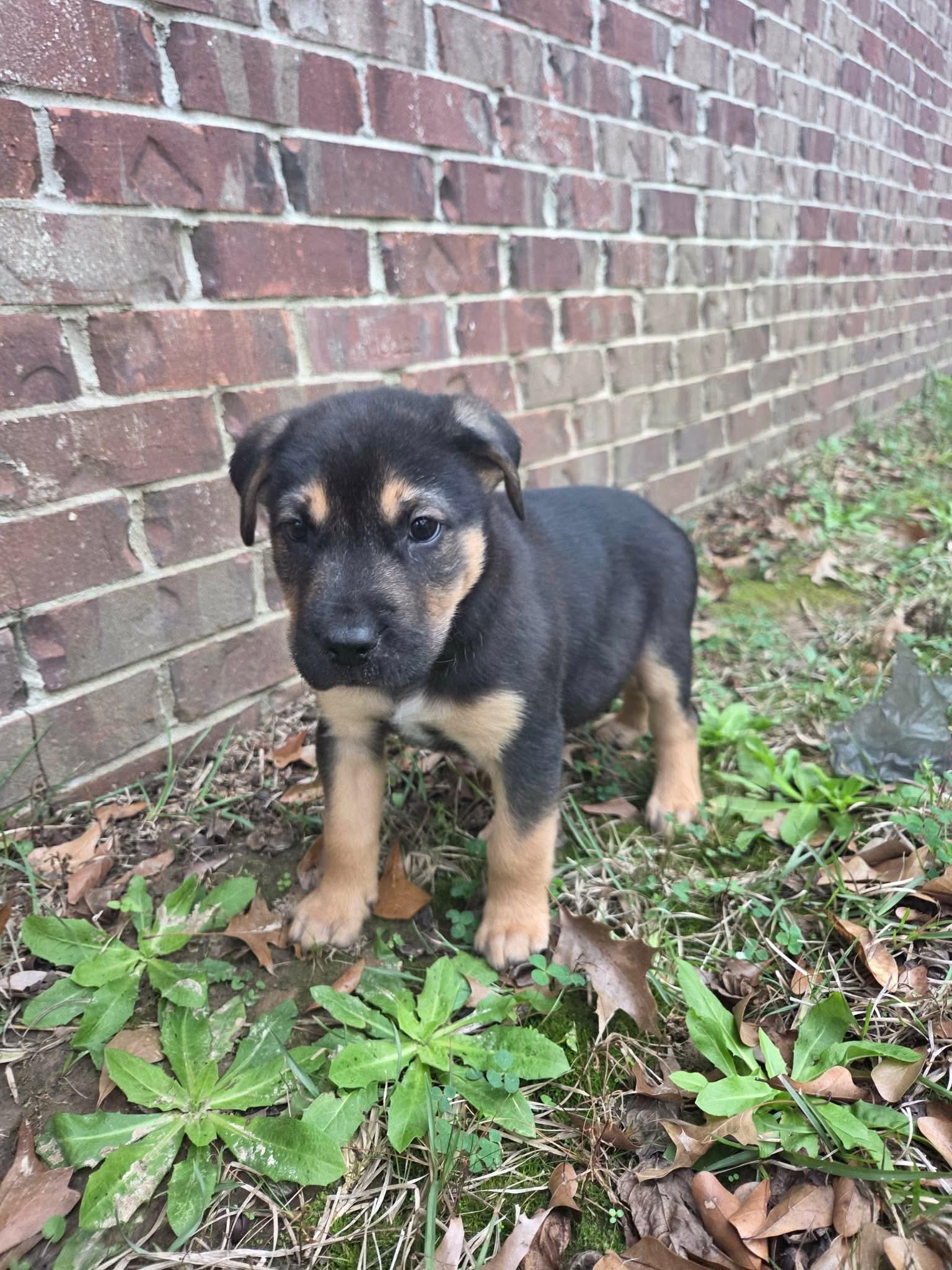 Enlarge Remy, a Adoptable mixed breed in Chepachet, RI image 5/6