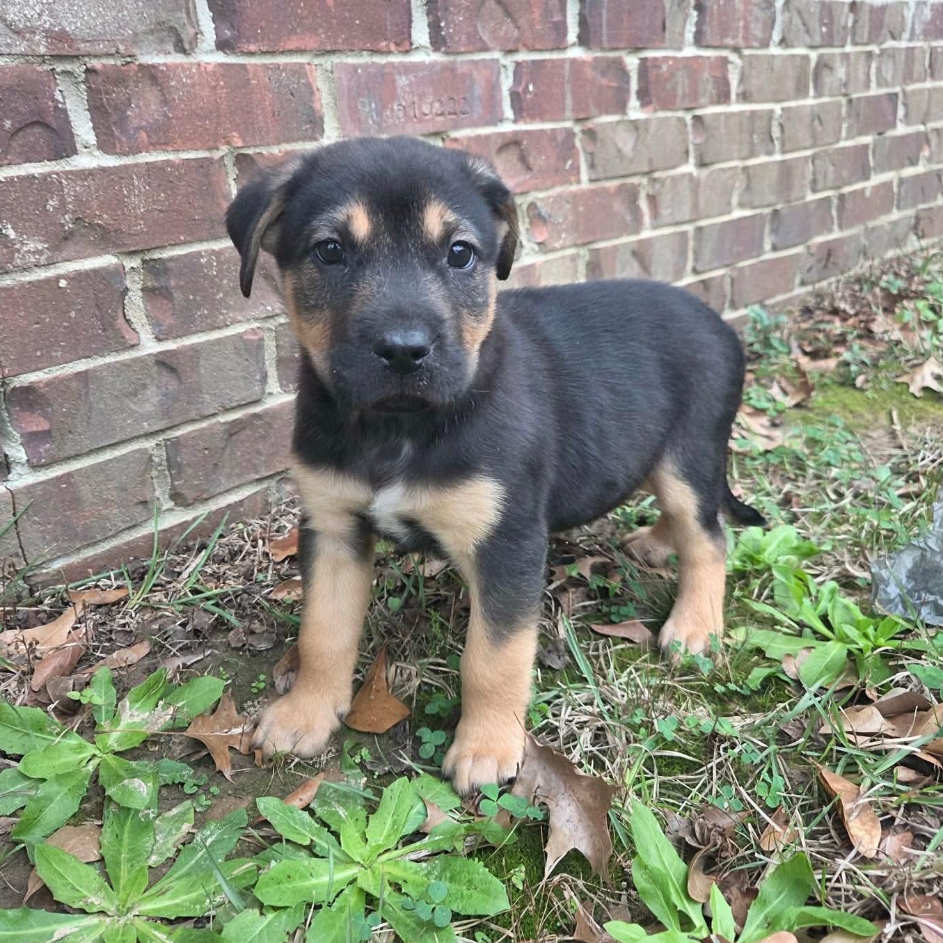 Enlarge Remy, a Adoptable mixed breed in Chepachet, RI image 1/6