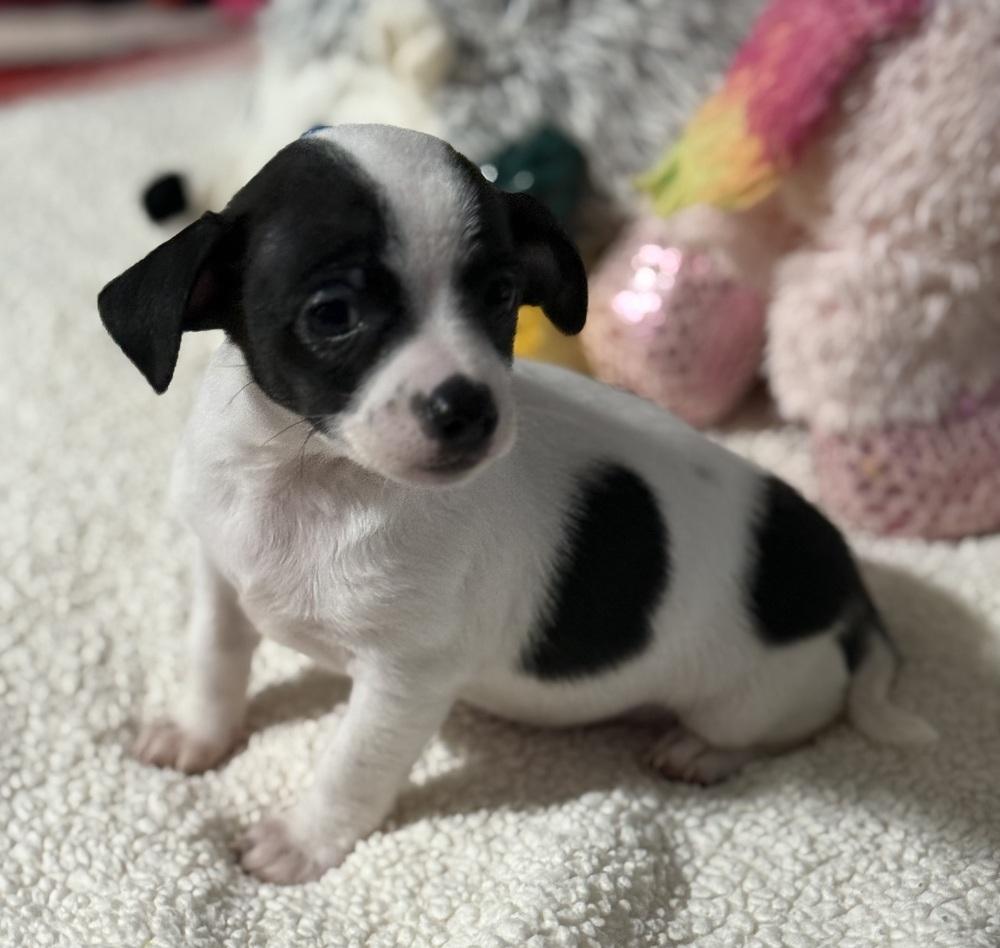 Enlarge Rylee, a Adoptable Chihuahua in Cedartown, GA image 1/1