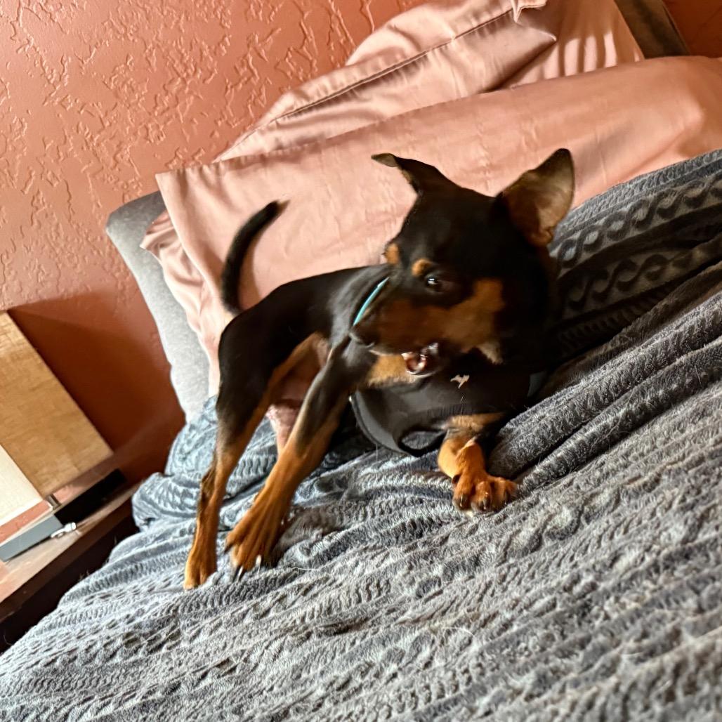Izzy/Iggy, Adoptable, Adult Male Chihuahua.