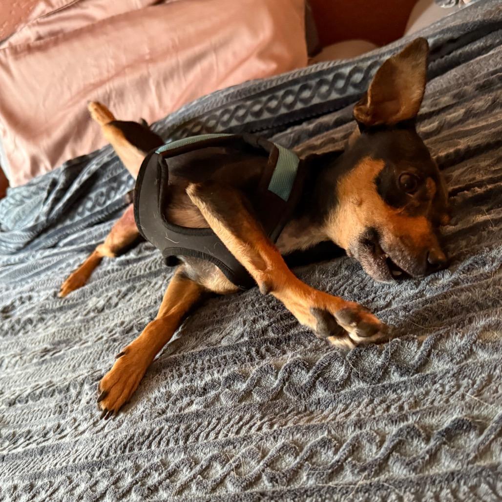 Izzy/Iggy, a Adoptable Chihuahua in Tuba City, AZ image 3/6