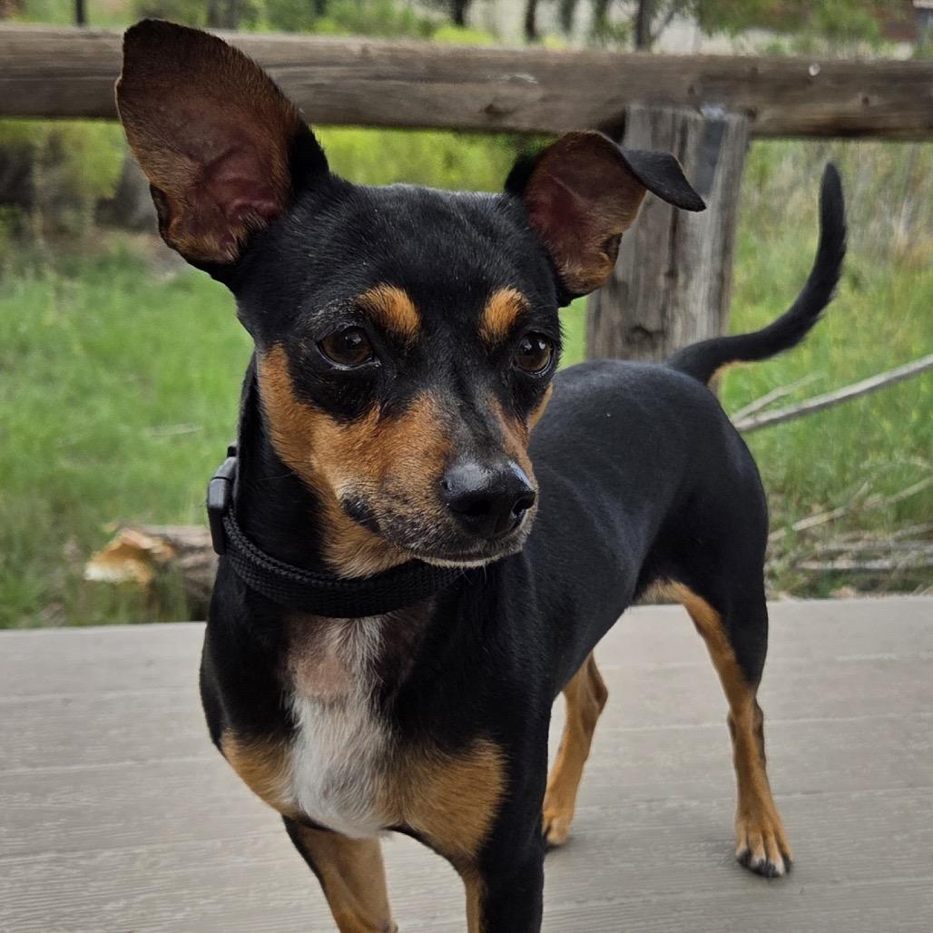 Izzy/Iggy, a Adoptable Chihuahua in Tuba City, AZ image 6/6