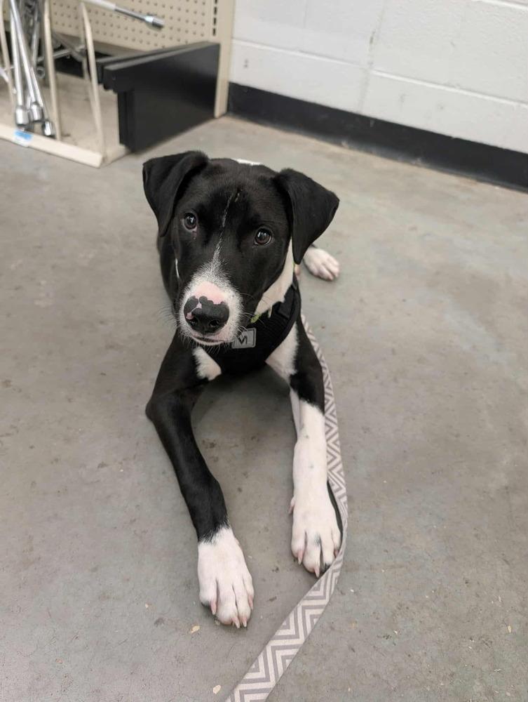 Apollo, Adoptable, Puppy Male Border Collie & Labrador Retriever.
