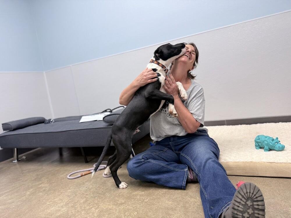 Apollo, Adoptable, Puppy Male Border Collie & Labrador Retriever.