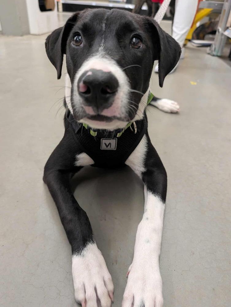 Enlarge Apollo, a Adoptable mixed breed in Lockhart, TX image 4/5