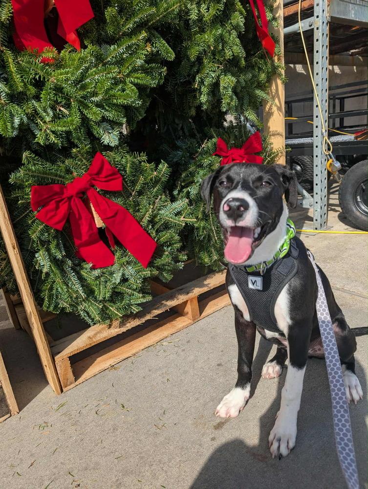 Enlarge Apollo, a Adoptable mixed breed in Lockhart, TX image 5/5