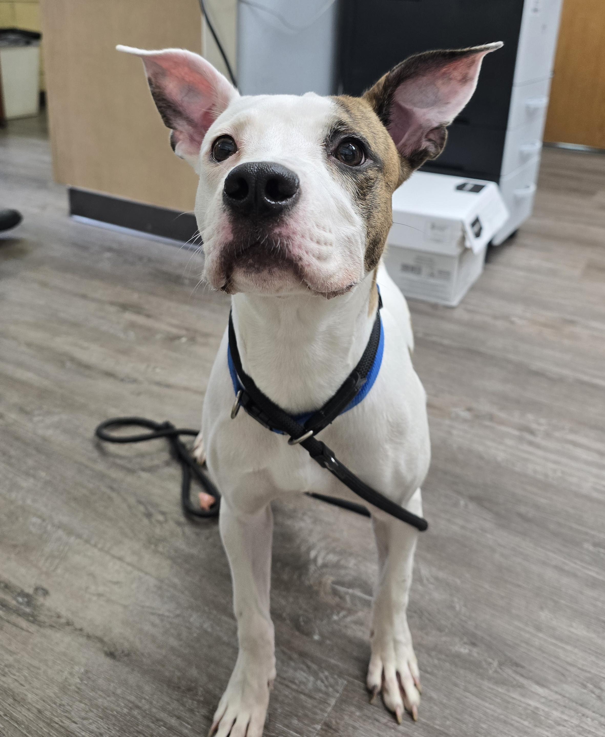 Boov (PRISON PROGRAM), Adoptable, Puppy Female Pit Bull Terrier.