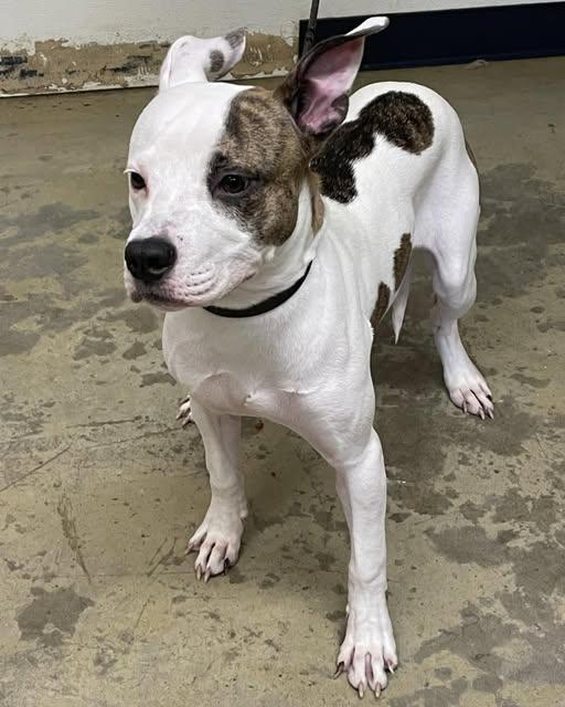 Boov (PRISON PROGRAM), a Adoptable Pit Bull Terrier in Mansfield, OH image 2/2