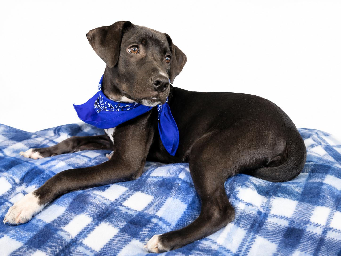 Pepper, a Adoptable mixed breed in Mount Laurel, NJ image 1/2