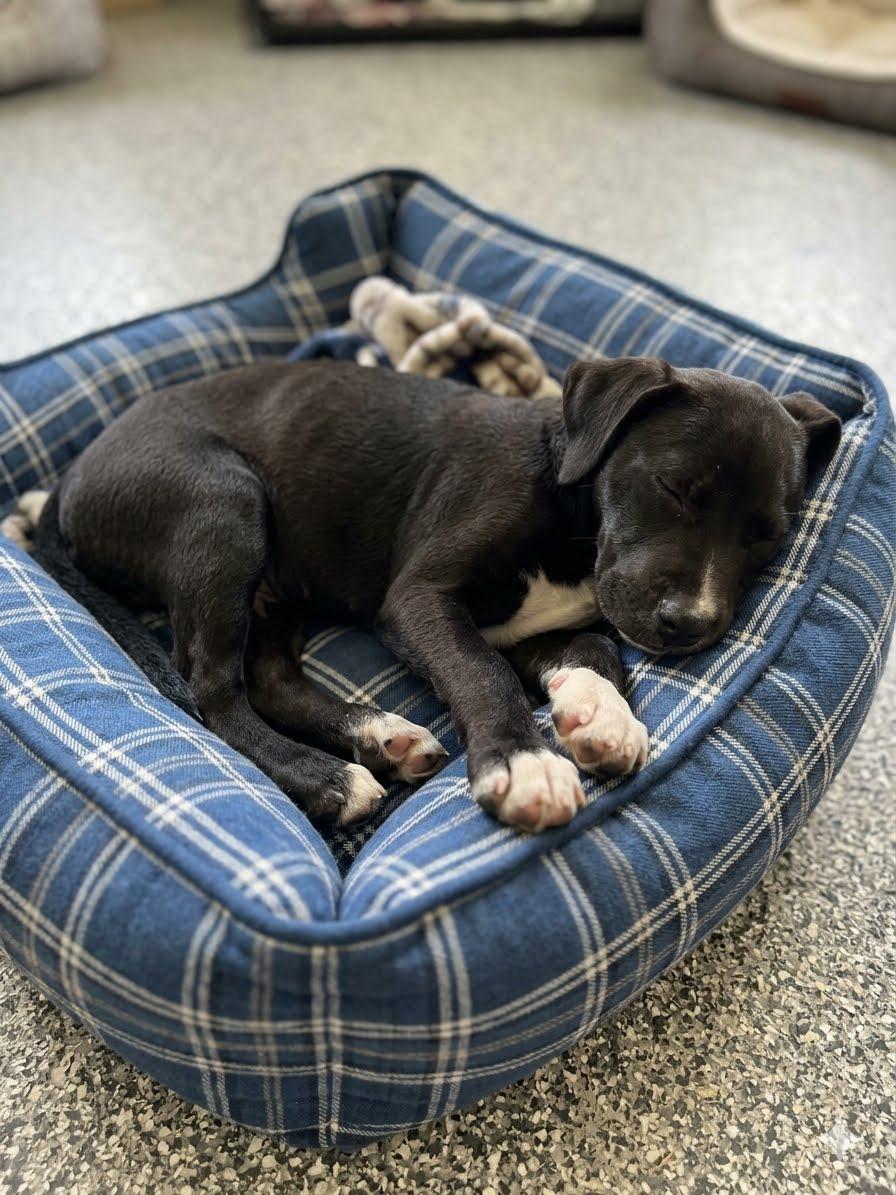 Pepper, a Adoptable mixed breed in Mount Laurel, NJ image 2/2