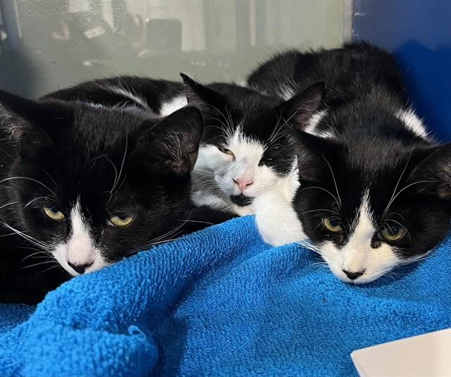 CHARLIE, Adoptable, Kitten Male Domestic Short Hair.