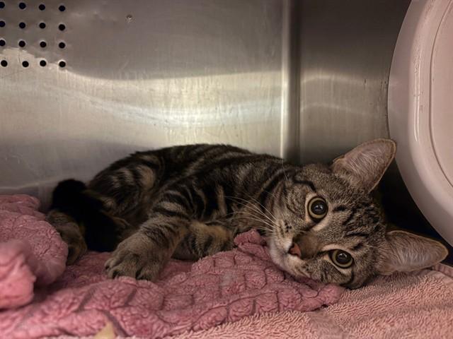 HAVEN, Adoptable, Young Male Domestic Short Hair.