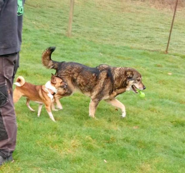 Mr. Rogers, a Adoptable mixed breed in Winlock, WA image 1/3