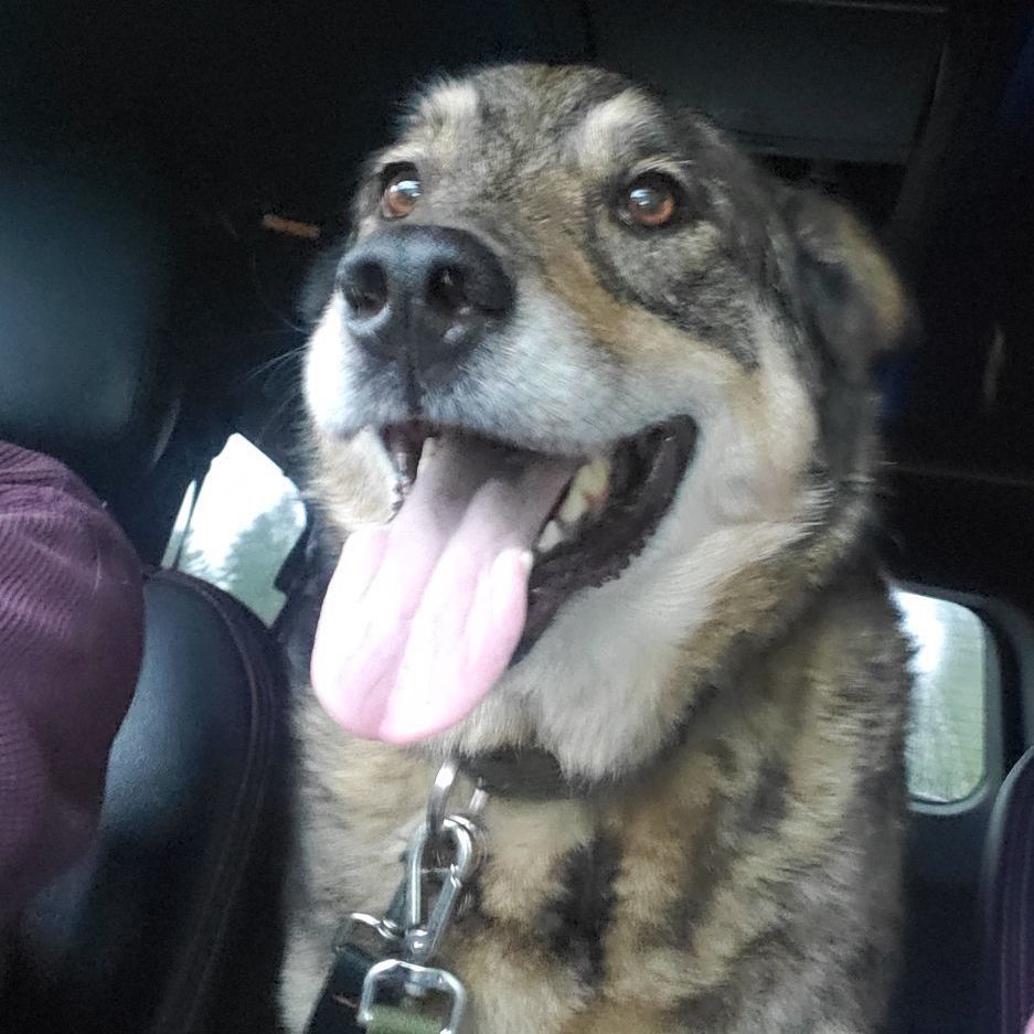 Mr. Rogers, a Adoptable mixed breed in Winlock, WA image 2/3