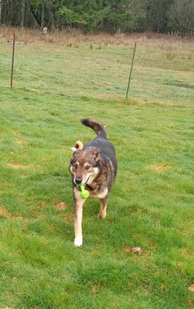 Mr. Rogers, a Adoptable mixed breed in Winlock, WA image 3/3