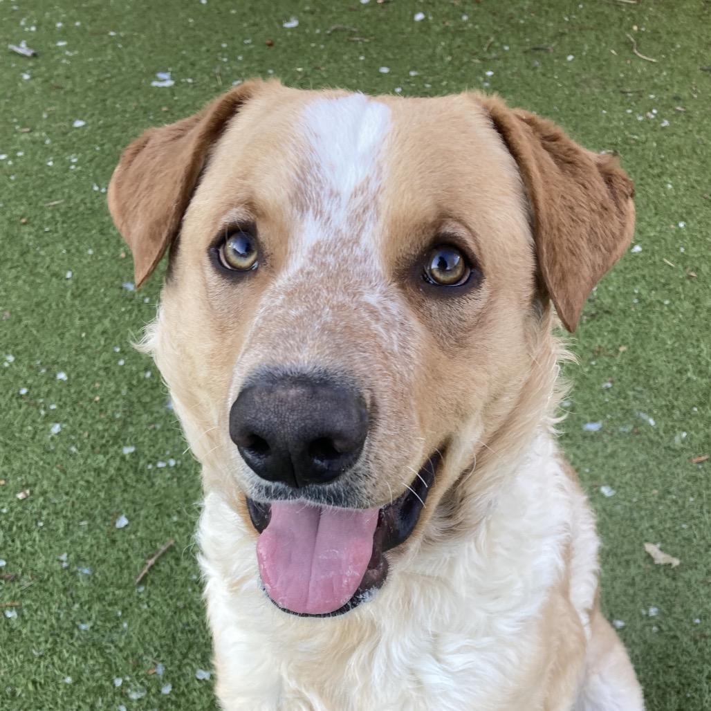 Enlarge Guero, a Adoptable mixed breed in Providence, RI image 2/6