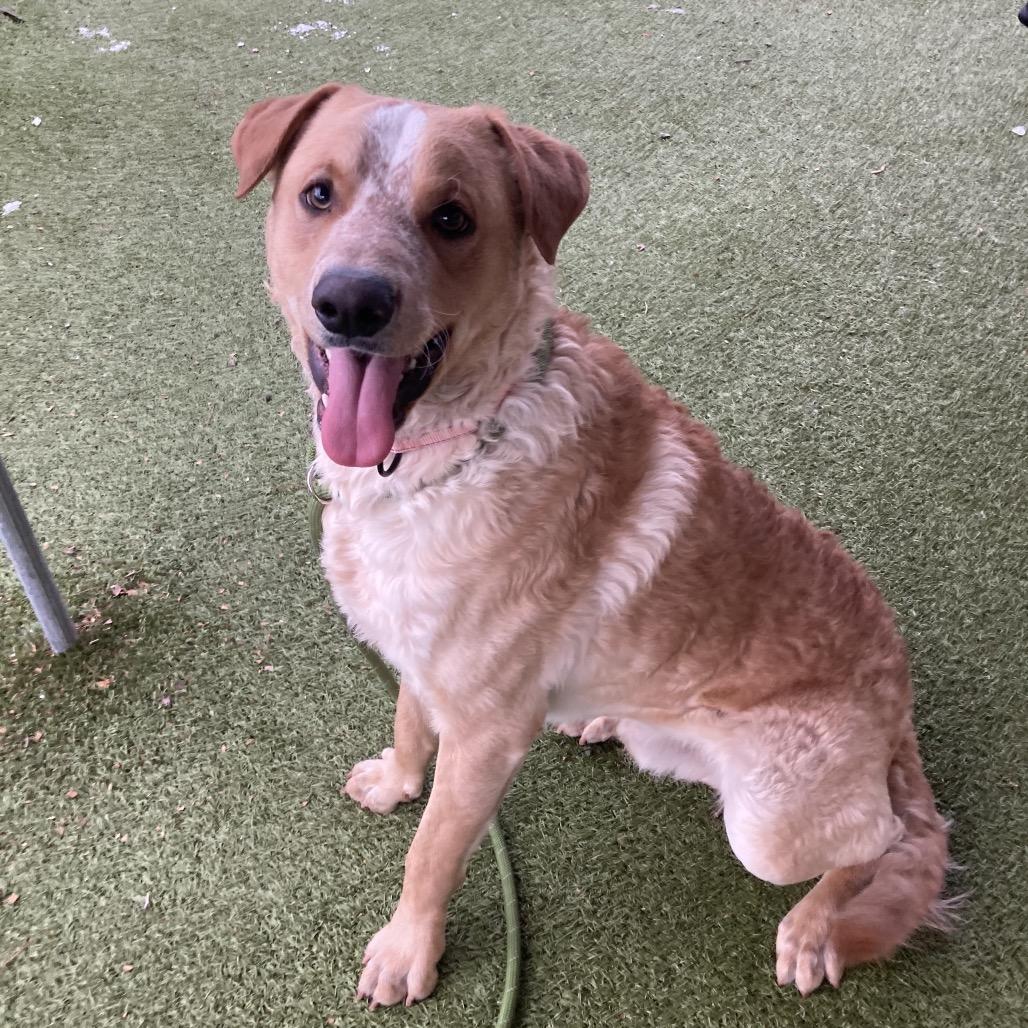 Enlarge Guero, a Adoptable mixed breed in Providence, RI image 4/6