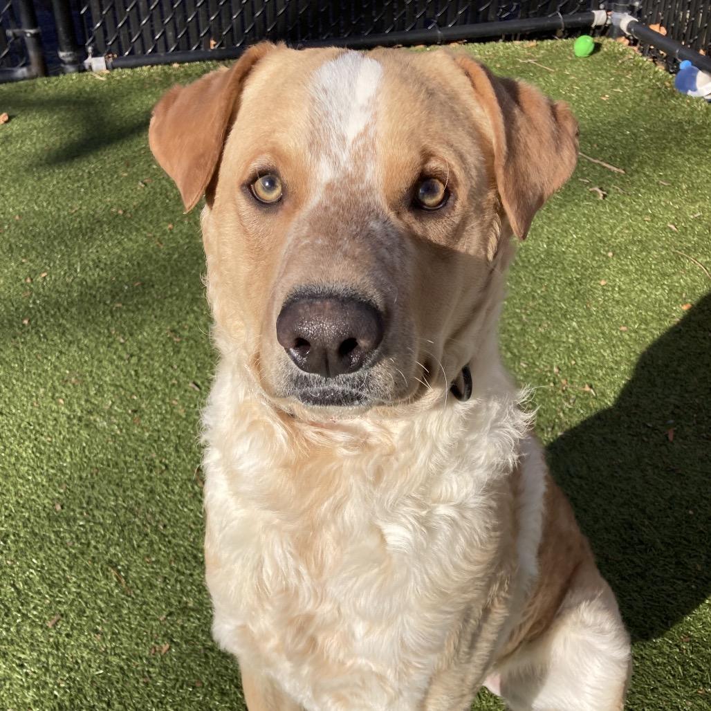 Enlarge Guero, a Adoptable mixed breed in Providence, RI image 5/6