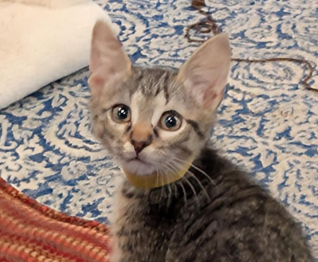 Brandon (yellow), Adoptable, Kitten Male Domestic Short Hair.