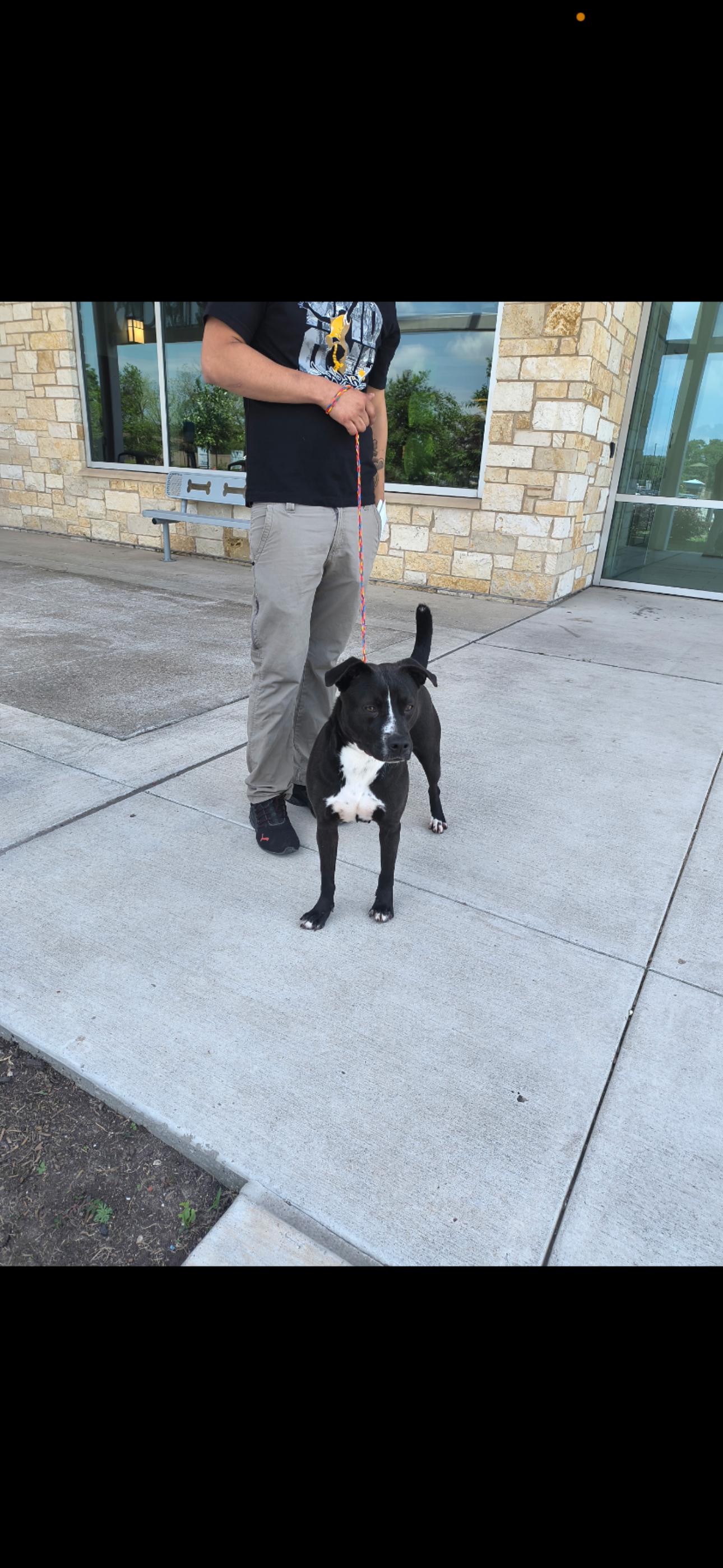 Lola, Young Female Black Labrador Retriever