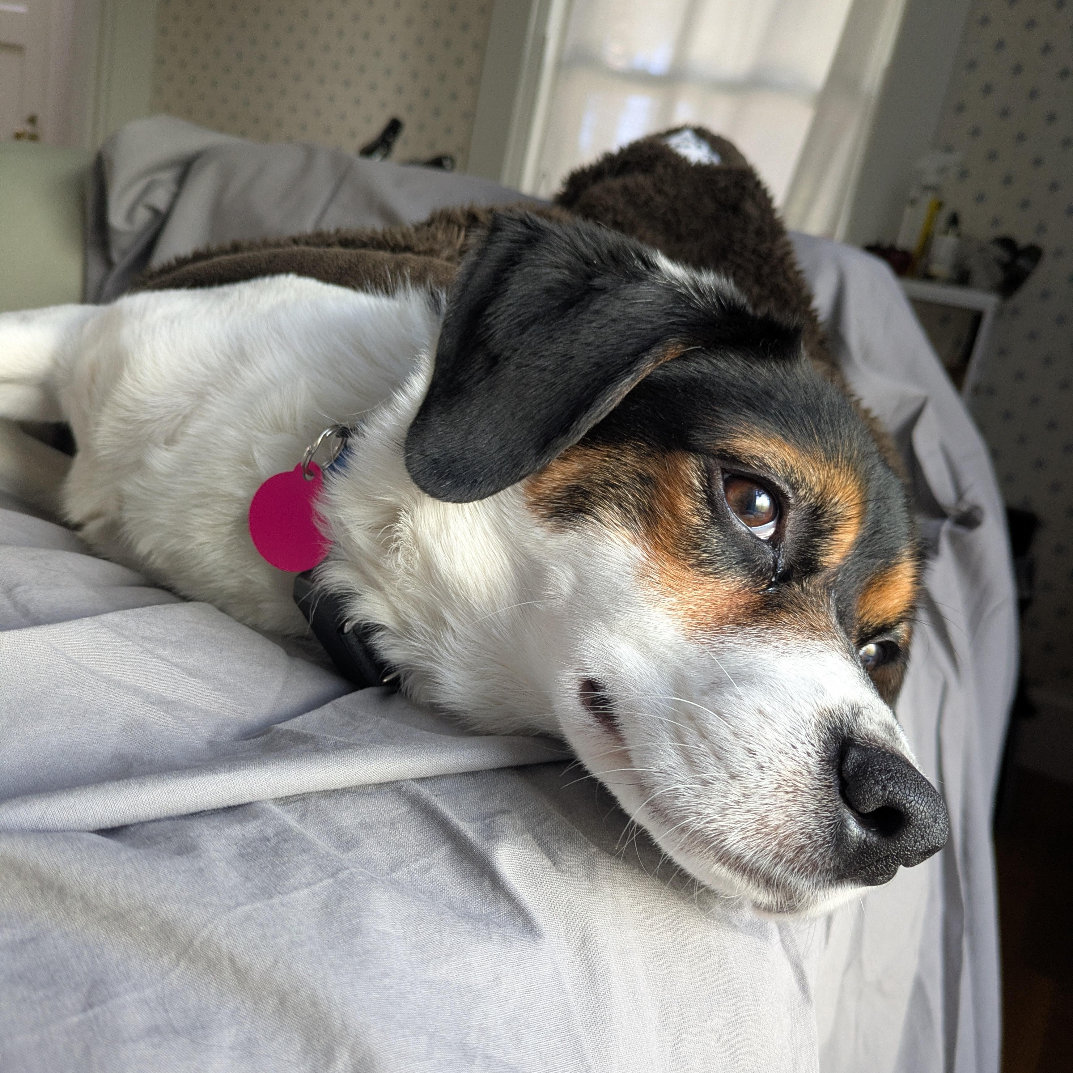 Enlarge Sparky, a Adoptable Beagle in Stoughton, MA image 3/6