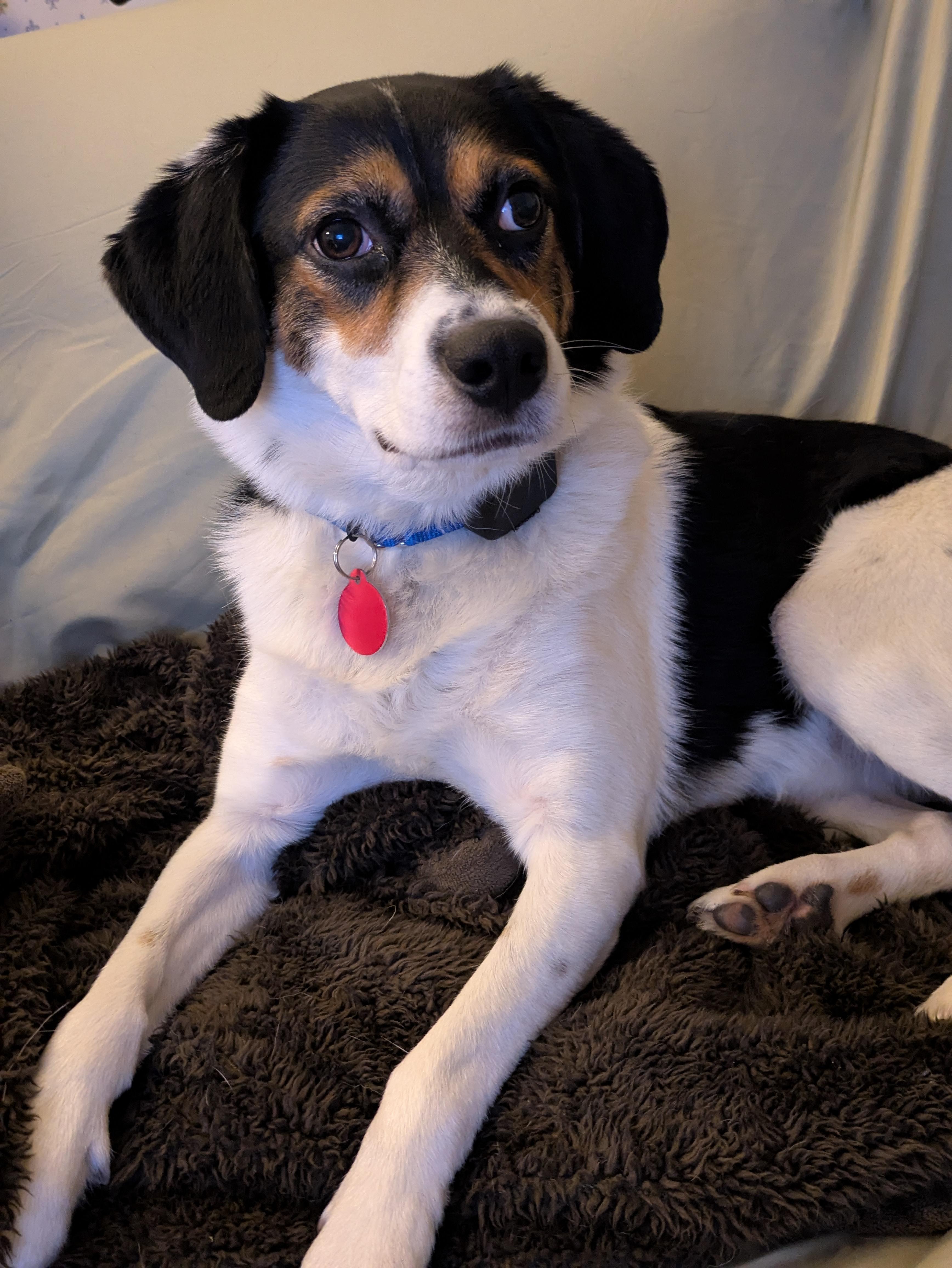 Sparky, Adoptable, Young Male Beagle.