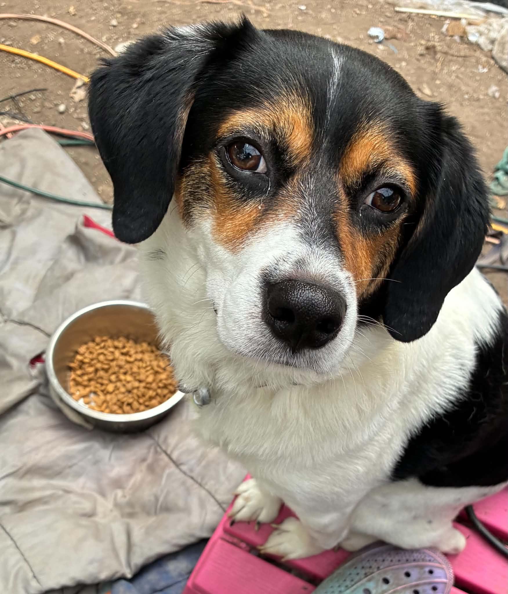 Enlarge Sparky, a Adoptable Beagle in Stoughton, MA image 6/6