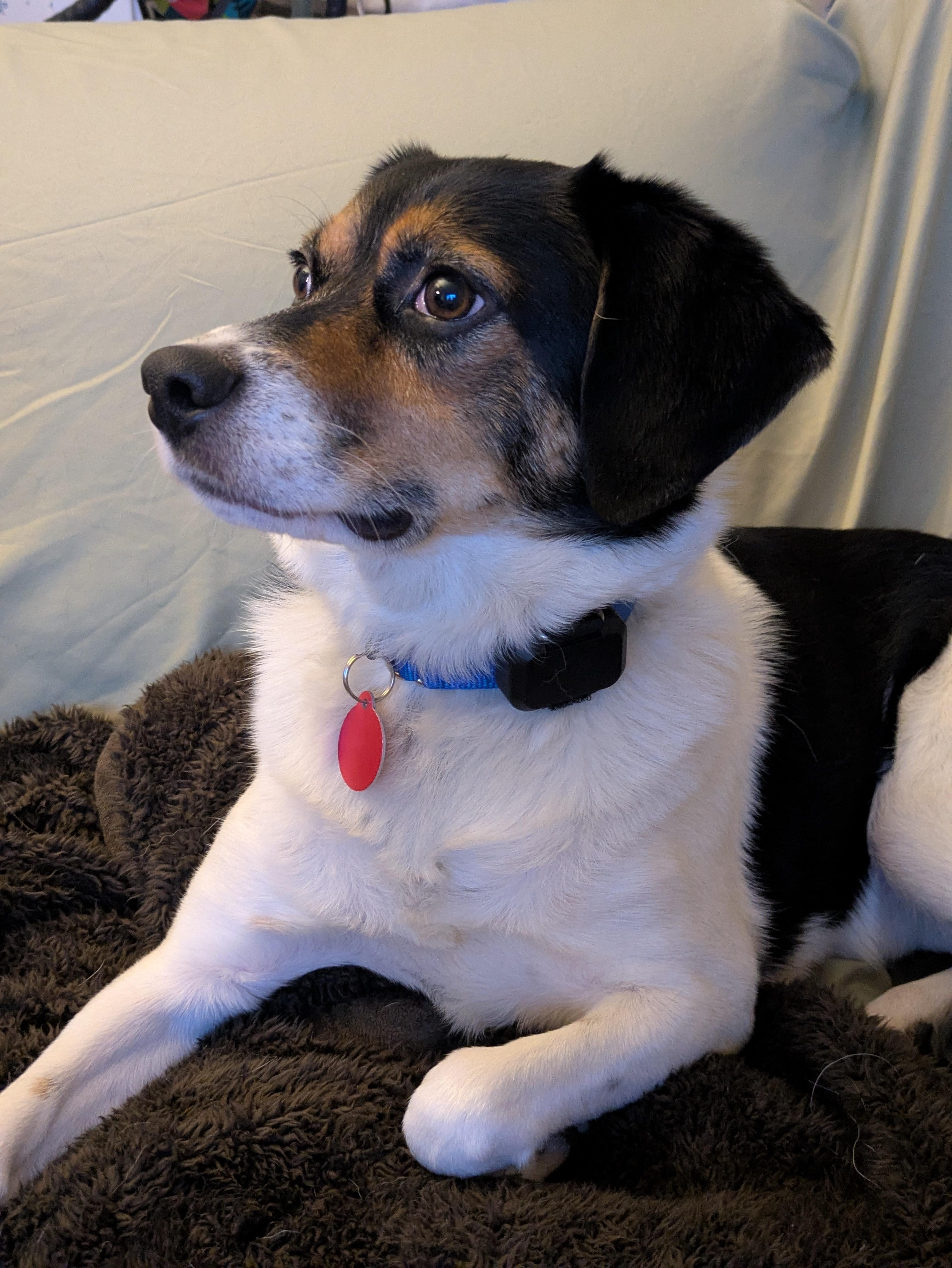 Enlarge Sparky, a Adoptable Beagle in Stoughton, MA image 2/6